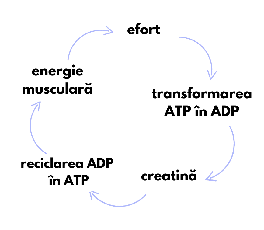 jak-funguje-kreatin-RO